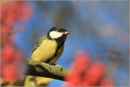 <p>SÝKORA KOŇADRA (Parus major) /Great tit -
Kohlmeise/</p>